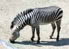 動物図鑑、ハートマンヤマシマウマ